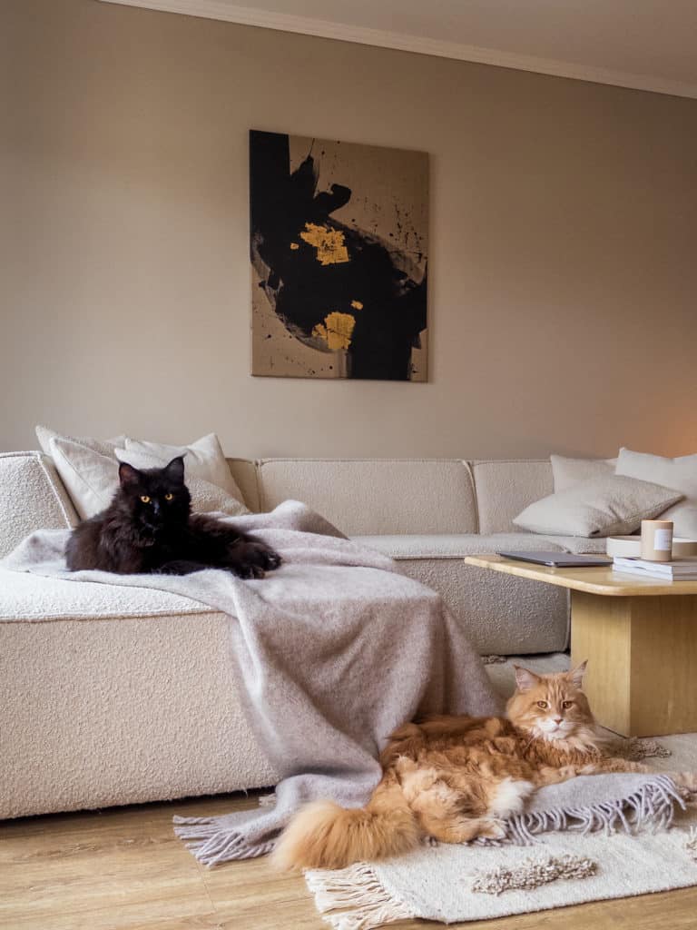 Zwei Maine Coons in einem Wohnzimmer. EIne der beiden liegt auf dem Sofa, die andere liegt vor dem Sofa auf dem Wohnzimmerteppich. 