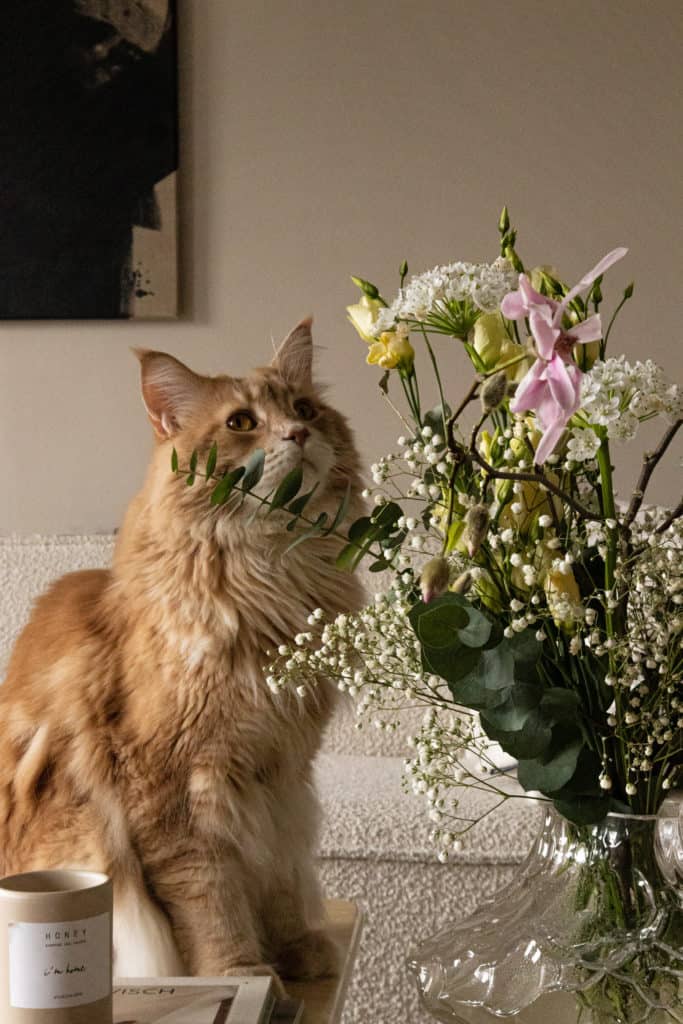 Hellbraune Maine Coon Katze, die an Blumen in einer Vase schnuppert  